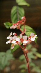 White begonia flower with red stems and foliage in the background