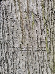 cracked tree bark