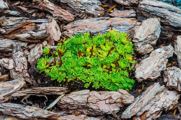 Beautiful Sempervivum among spruce bark. Beautiful natural background