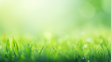 Fototapeta premium Fresh green grass with blurry background, copy space