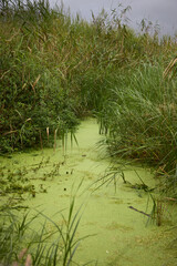 Swamp. Small lagoon in the Oyambre Natural Park, near Comillas (Cantabria).
