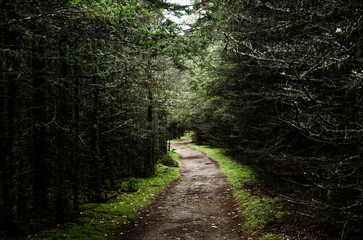 Obraz premium Forest Path