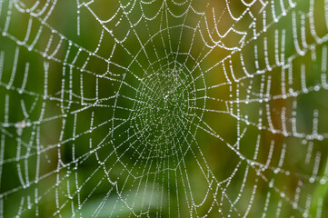 spider web with dew early morning i September