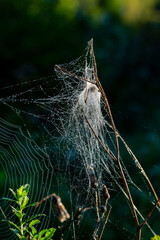 spider web with dew early morning i September