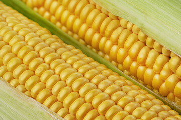 Sweet corncob background. Corn ears texture closeup. Macrophotography of  corn.