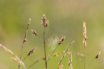 a small spider web between the grasses seed umbels on a blade of grass against a blurred background of a meadow - obrazy, fototapety, plakaty