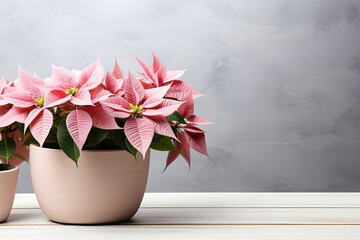 Pink Christmas holly star flowers in pot, copy space