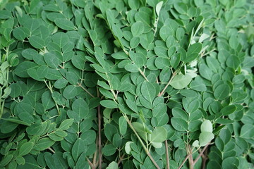 Naklejka premium Moringa leaves for powder making , fresh moringa