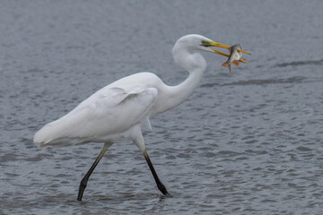 Great white Egret catching a fish