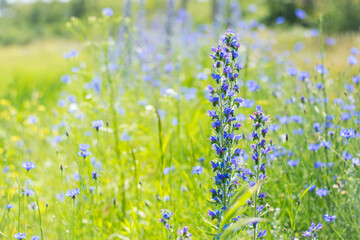 Fototapeta premium Echium vulgare. beautiful wildflowers. blue flowers, summer floral background. close-up. bokeh. beautiful nature. blooming meadow in sunny weather. spring meadow. selective focus
