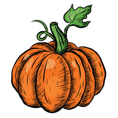 Vector Hand drawn Halloween pumpkin Isolated on white background vintage style pumpkin sticker hand drawn retro illustration Vegetable Fall Farm gardening cooking and halloween holiday concept design.