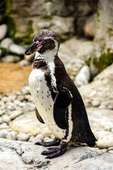 Obraz premium Humboldt penguin standing on rocks with natural habitat background