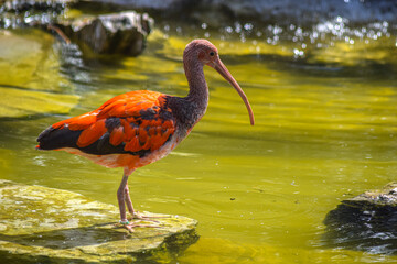 Scarlet ibis bird in the water