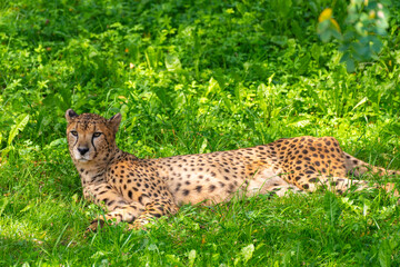 leopardo tumbado en un prado verde