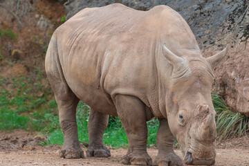 rinoceronte visto lateralmente