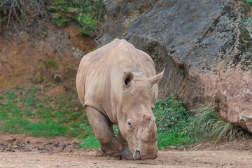 rinoceronte visto de frente con rocas detras