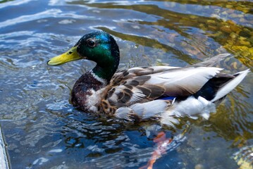 Image of an animal a wild drake and a duck sail on a pond