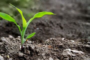 fields planted with corn. green corn sprouts in a field at a ranch