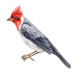 Watercolor red cardinal isolated on white background. Watercolor illustration on a white background. Winter bird hand drawn