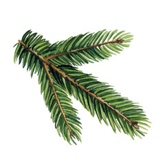 Spruce branch isolated on a white background, evergreen tree, fir, hand painted watercolor illustration