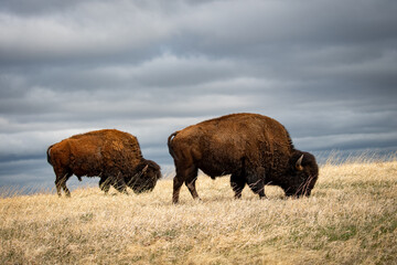 Bulls Grazing © Jay Scarlett Photos