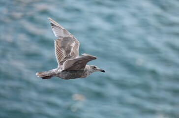 Seagull Flying Off the Coast of Alaska