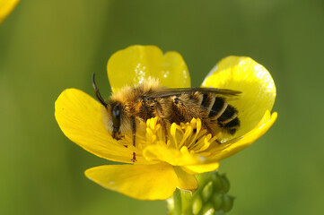 Closeup on a fluffy male Pantaloon bee, Dasypoda hirtipes, sitting on a yellow buttercup flower