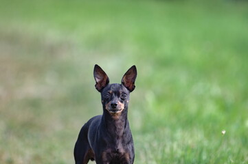 Portrait of tiny dog breed miniature pinscher. Blurred green background. Captured in late summer on the field.