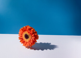 Colorful flower sunbathing on the pastel sand beach with the blue sky and the shadow. Minimalist blossom arrangement. Creative summer vacation vibe.