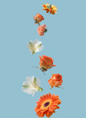 Colorful flowers falling from the pastel blue sky. Minimalist blossom concept. Creative floral design.