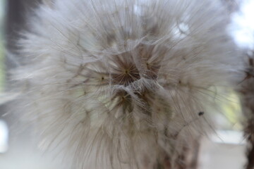 Giant dandelion, macro photography. Natural beige background.