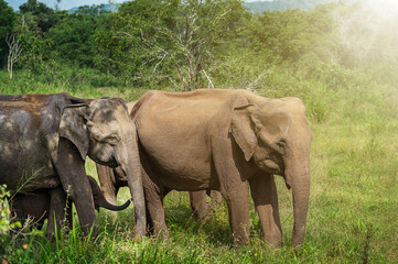 Asian elephants. Elephant mum, dad and baby walk in the jungle. Thailand animals. Elephant family