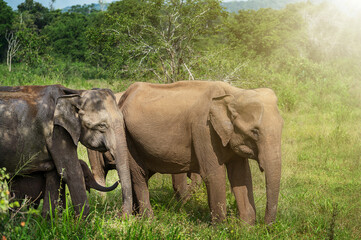 Fototapeta premium Asian elephants. Elephant mum, dad and baby walk in the jungle. Thailand animals. Elephant family