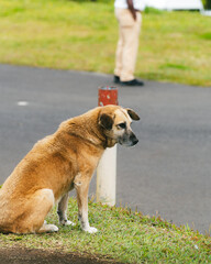 Brown dog, stray, dirty, sleeping and sitting on the grass by the side of the road on the island of Mauritius, Balcony of trou aux cerfs, deer hole. The dog is between the shade and the sun.  - obrazy, fototapety, plakaty