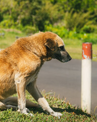 Brown dog, stray, dirty, sleeping and sitting on the grass by the side of the road on the island of Mauritius, Balcony of trou aux cerfs, deer hole. The dog is between the shade and the sun. 