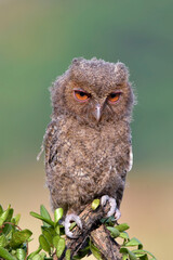 Close-up photo of a Eurasian scoop owl