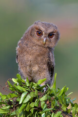 Close-up photo of a Eurasian scoop owl
