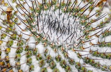 Close-up with cactus at the Cactus Garden in Lanzarote in Spain