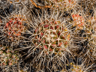 Close-up with cactus at the Cactus Garden in Lanzarote in Spain