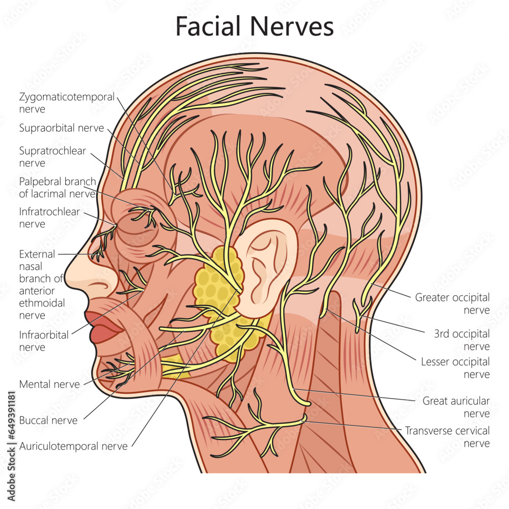 Wall mural human facial nerve structure scheme diagram schematic vector illustration. medical science education