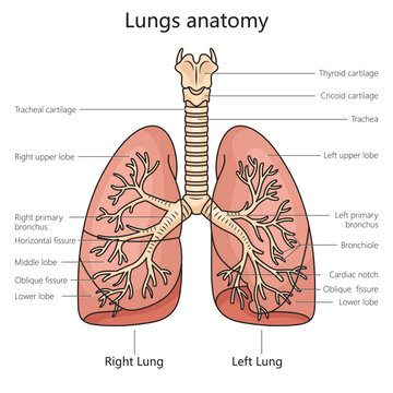 Lung anatomy structure scheme diagram schematic vector illustration. Medical science educational illustration