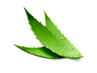 Aloe vera isolated on transparent or white background, png