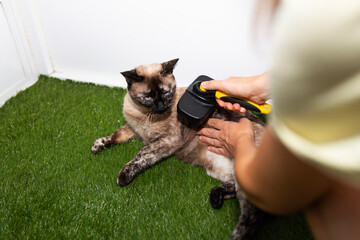 woman brushing her cat at home with a brush to remove cat hair
