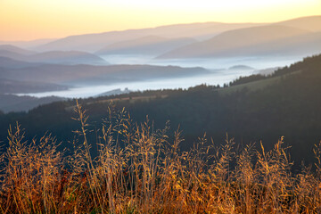 Morning dense fog in the mountainous forest area of ​​the Ukrainian Carpathians. Landscape in...