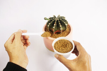 Scoop up soil and sprinkle it on the gymnocalycium cactus pot to support the plant.



