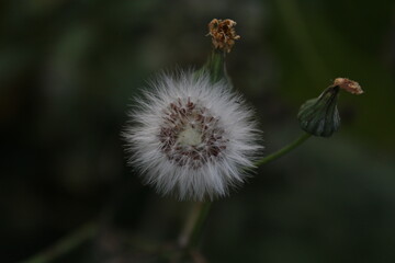 Up close photo of dandelion
