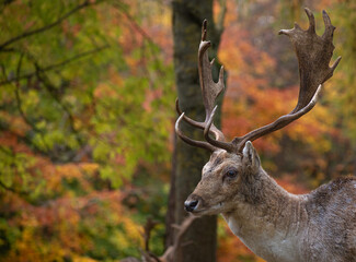 Deer on a Forest