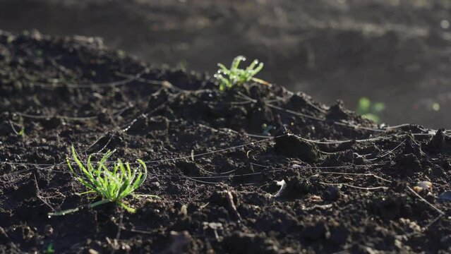 Steam rises from the heated ground