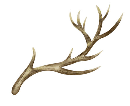 Deer Horn on a white isolated background. Watercolor illustration of reindeer Antler. Hand drawn clip art of dry bare branch. Drawing of buck stag part of skull. Sketch of brown leafless bough.