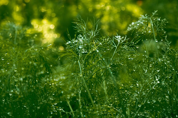 green dill background